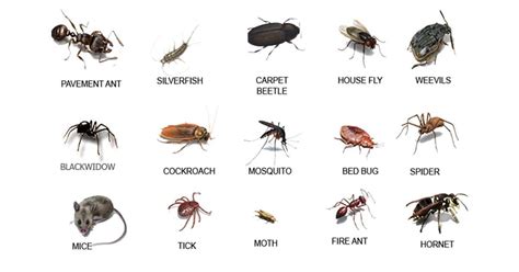 Awesome Gallery Of Types Of Bugs In The Kitchen Background Kitchen