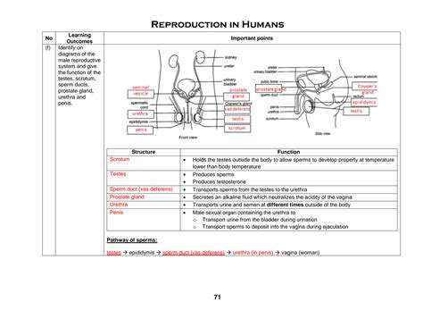 SOLUTION: 12 reproduction in mammals ans - Studypool