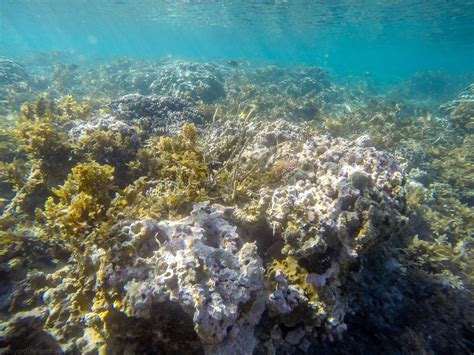 Palolo Deep Samoa The Palolo Deep Marine Reserve Was Set Flickr