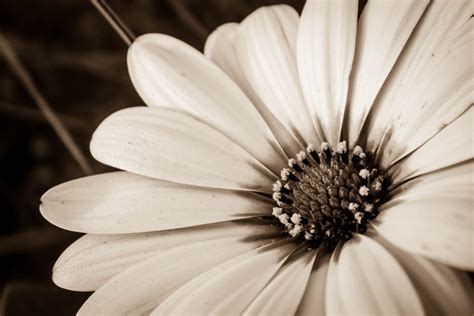 Papel de parede monocromático Flores natureza sépia Flor flor