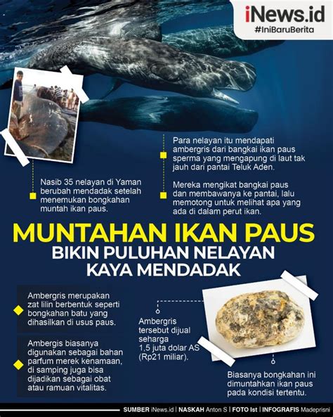 Infografis Muntahan Paus Bikin Nelayan Kaya Mendadak