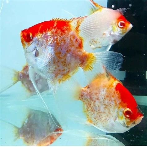 Now Here Are Some Unique Genetic Variants In Angelfish Blushing