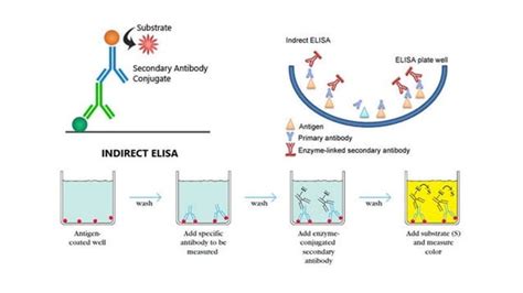 enzyme linked immuno sorbent assayelisa