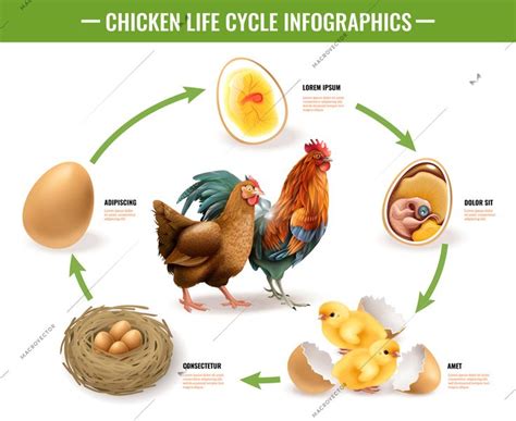 Chicken Egg Development Stages Chart