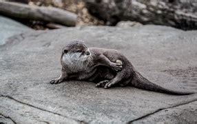 Звери - фото обои на рабочий стол, картинки со зверями