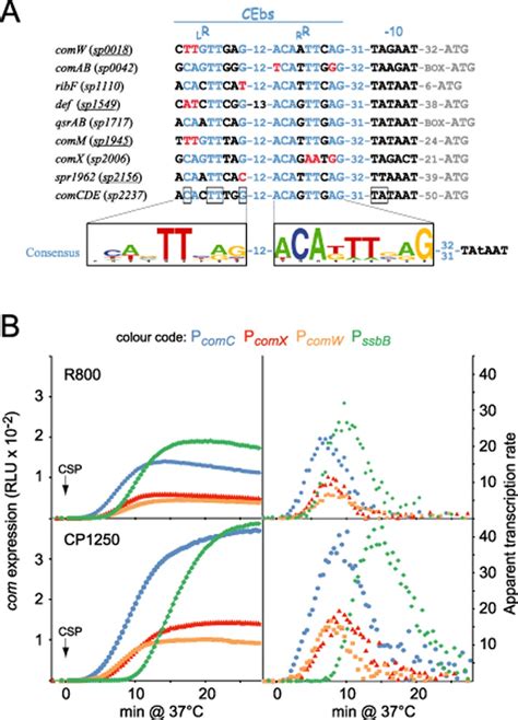 Come Comep Interplay Dictates Activation Or Extinction Status Of