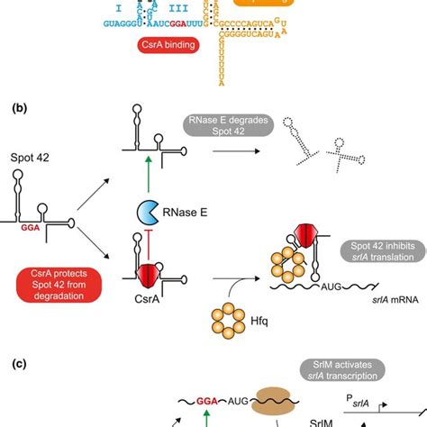 The Small Rna Spot 42 Interacts With Both Csra And Hfq A Schematic