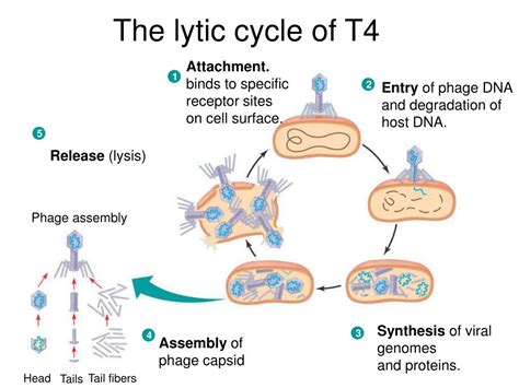 Lytic Life Cycle