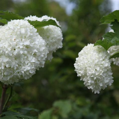 Michelia White Caviar The Tree Shop Nursery Melbourne