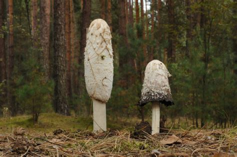 รูปภาพCoprinus – เลือกดูภาพถ่ายสต็อก เวกเตอร์ และวิดีโอ3,616 | Adobe Stock