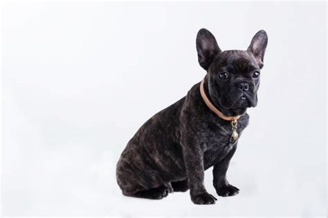 Brindle French Bulldogs: Everything You Should Know