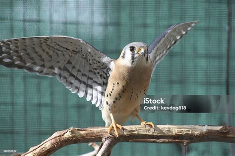 American Kestrel Hawk Stock Photo - Download Image Now - Animal, Animal ...