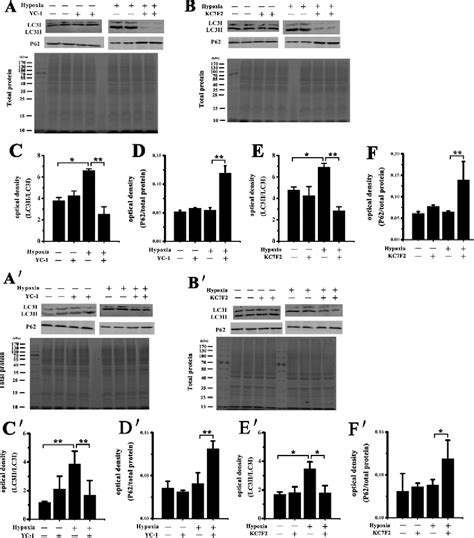 Figure from HIF α contributes to hypoxia adaptation of the naked mole rat Semantic Scholar