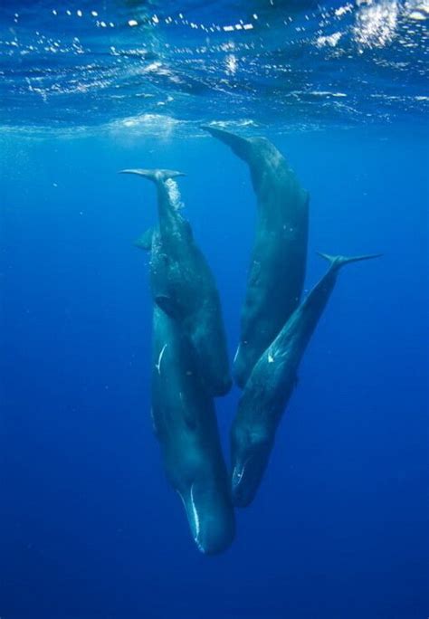 Эрик Чен/Eric Cheng - КАШАЛОТЫ