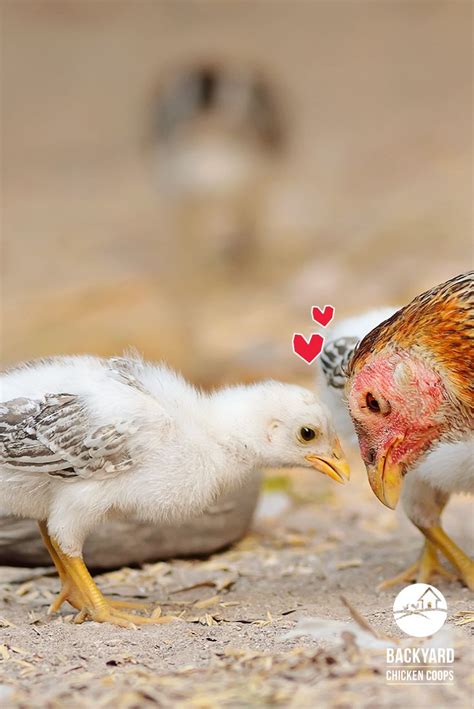 35 best images about Baby Chickens on Pinterest | Buff orpington, Mothers and Chicken