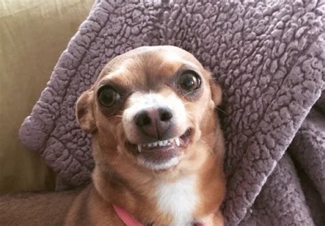 realities   chihuahua owners  accept