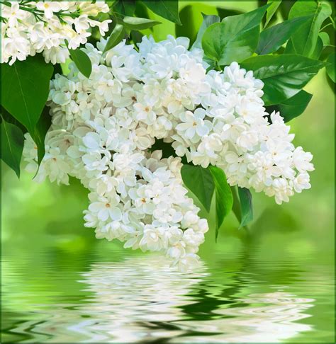 Фотообои БЕЛАЯ СИРЕНЬ 196*201 см в Омске - купить в центре модных обоев ...