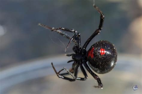 Black Widow Hour Glass Hourglass Black Widow Black