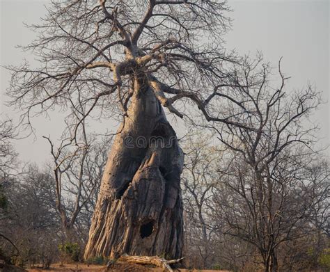 Baobab African Baobab Tree In Zimbabwe South Africa Stock Image Image