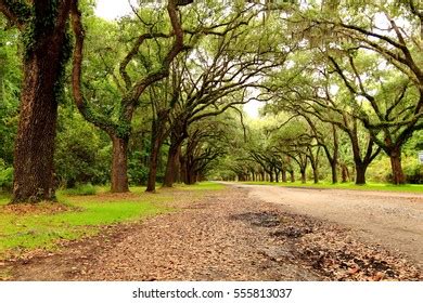 Wormsloe Historic Site Stock Photo 555813037 | Shutterstock