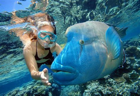 Great Barrier Reef Cruise Tour With Reef Magic Pontoon In Cairns Pelago