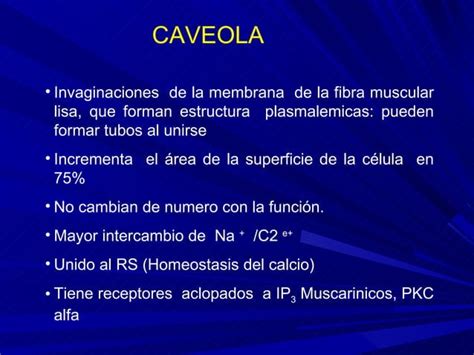 Musculo Liso PPT