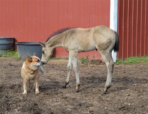 Sweet Dog Cares For 9-Day-Old Orphaned Foal