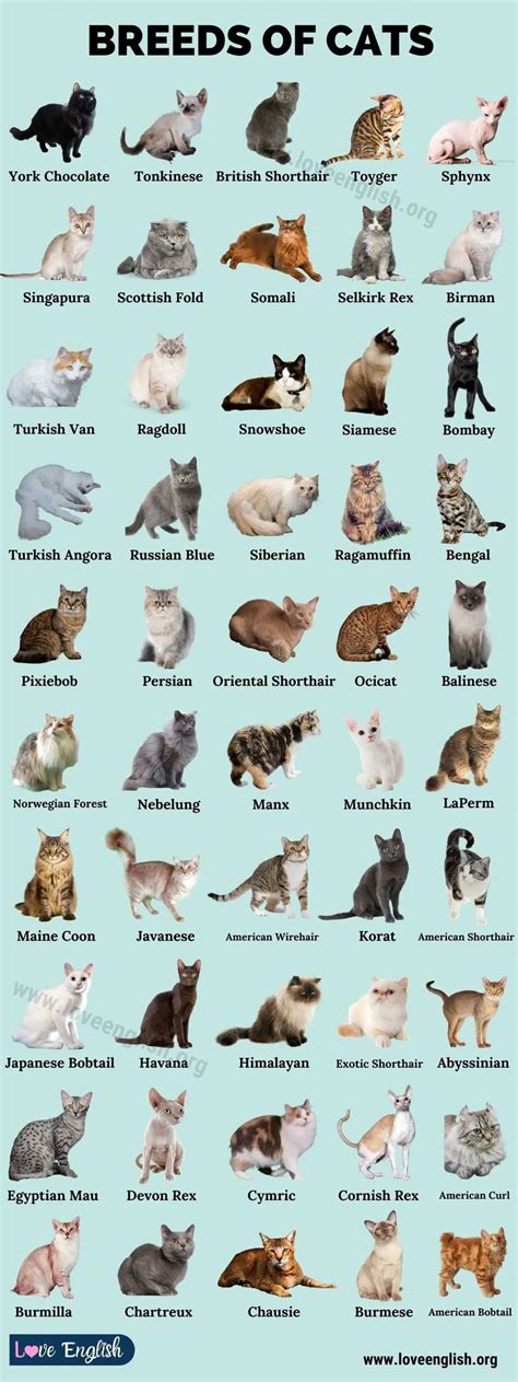 Cat Breeds Chart 