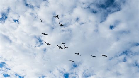 Birds, clouds, sky | picture, photo, desktop wallpaper.