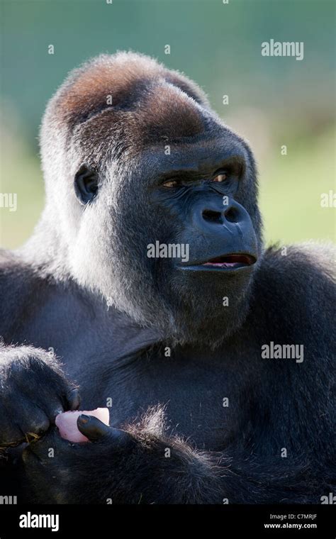 Gorilla eating fruit hi-res stock photography and images - Alamy