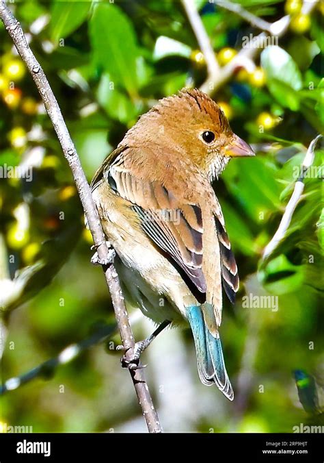 Female Indigo Bunting Hi Res Stock Photography And Images Alamy