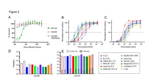 Titration Of Sars Cov 2 Viral Stocks In Veroe6 And Hat 24 Cell Lines Download Scientific