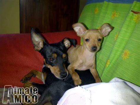 Vendita Cucciolo Pinscher Da Privato A Roma Pinscher Nano Toy Marrone Chiaro