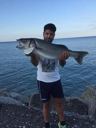 Pesca Una Spigola Da Kg Con La Tecnica Bolognese E Bigattino Blog