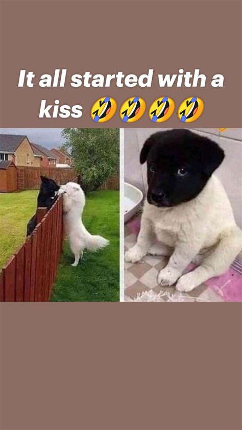 It all started with a kiss 🤣🤣🤣🤣 | Funny animal jokes, Cute funny dogs, Cute funny animals