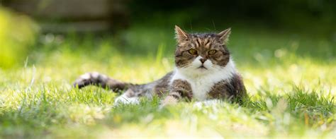 How to Transition an Outdoor Cat to an Indoor-Only Cat