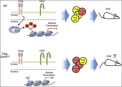 Ezh2 Lines Up The Chromatin In T Regulatory Cells Immunity