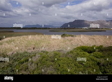 rondevlei nature reserve  important bird site  cape flats cape