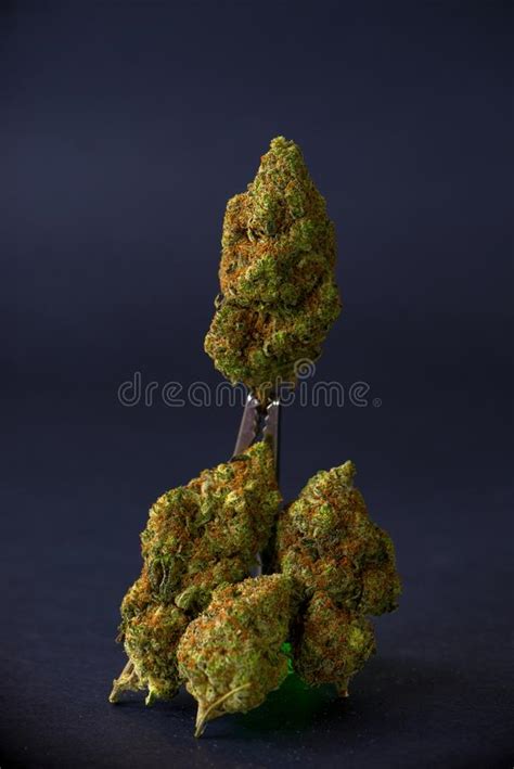 Cannabis Buds Sour Tangie Strain Isolated On Black Background Stock