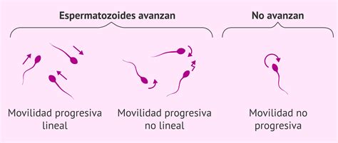 Movimiento De Los Espermatozoides