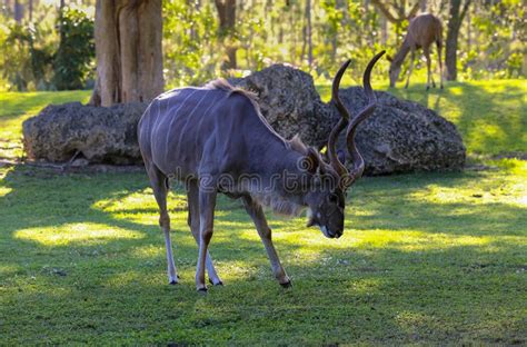 African Kudu Antelope with Long, Curved Horns Standing in the Grass at ...