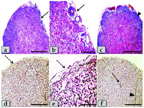 A Photomicrographs Of The Mature Male Sheep Pineal Gland A And B