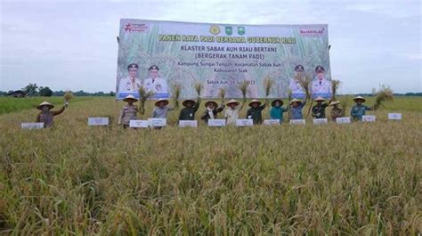 Gubernur Syamsuar Panen Padi Di Siak Sekaligus Beri Bantuan Kelompok Tani