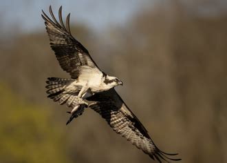 Osprey - Wikipedia
