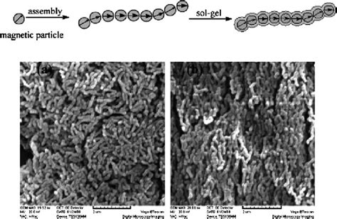 Top Formation Of 1D Magnetic Nanochains Followed By Their