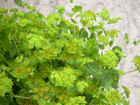 BUPLEURUM | Tang Food Emporium