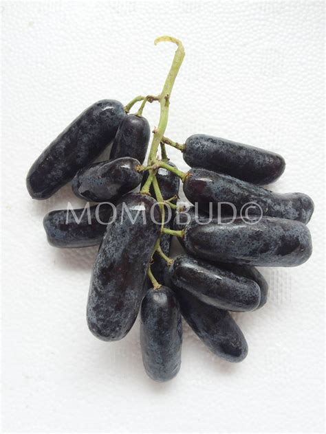 Moon Drops Black Seedless Grapes - MomoBud