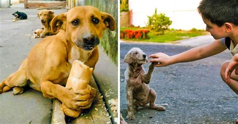 Showing Kindness Animals