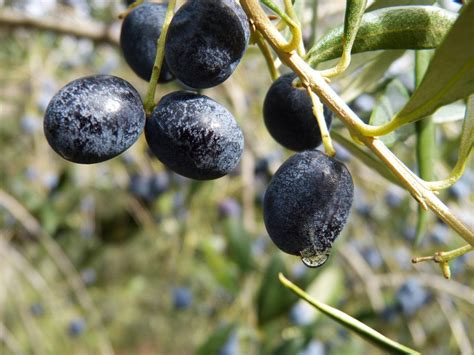 10 Varieties Of Fruiting Olive Trees You Can Grow