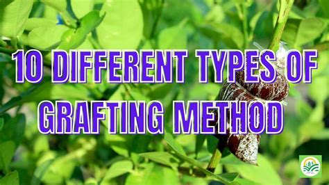 10 Types Of Grafting Methods A Comprehensive Guide For Gardeners